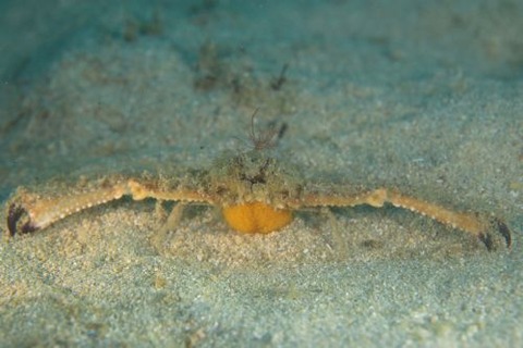 ヒシガニ科の1種