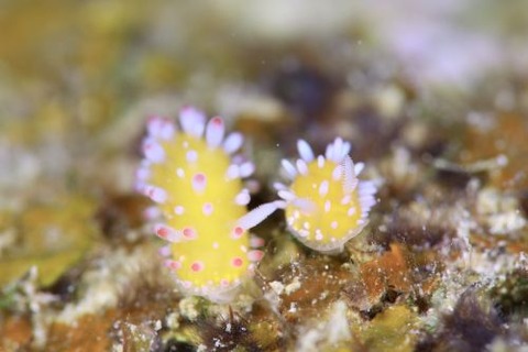 イガグリウミウシ