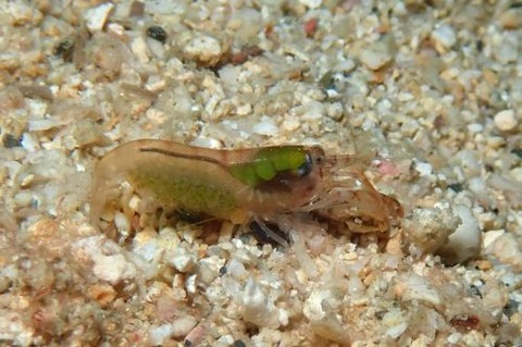 テッポウエビ科の1種