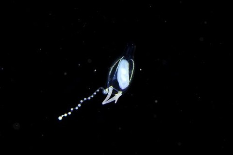 刺激的な水中生物