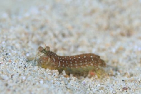 フトユビシャコモドキ属の1種