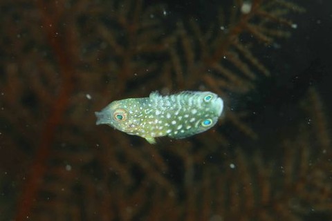 ホシススキベラ