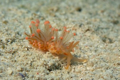 フウセンミノウミウシ