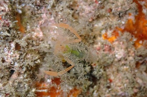 ミクロプロステマ・プルミコールネ