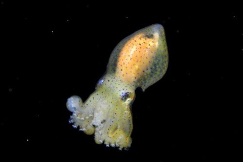 刺激的な水中生物