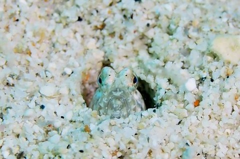 テングギンポハゼ