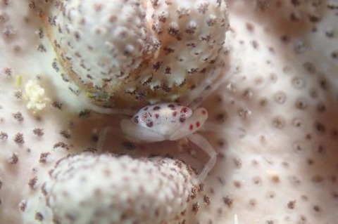 トサカガザミ属の1種