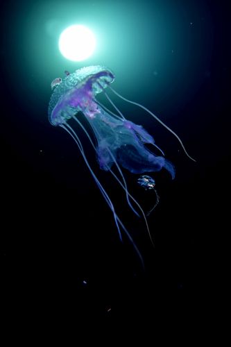 刺激的な水中生物