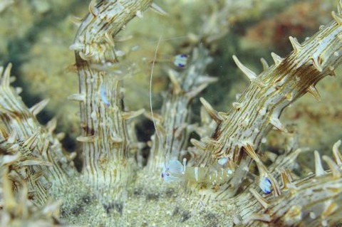 オドリカクレエビ