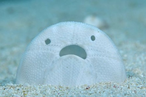 ブンブクのなかま