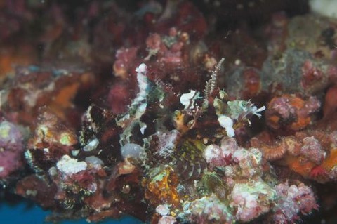 オニカサゴ属の1種