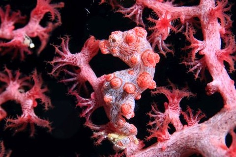 Hippocampus bargibanti