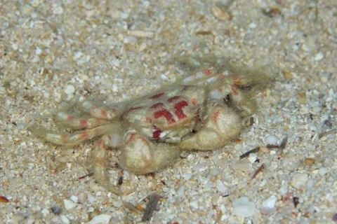 メイロケブカガニ