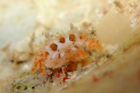 ヒノタマツブコブシ