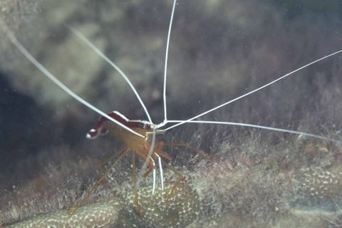 アカシマシラヒゲエビ