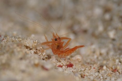 スベスベオトヒメエビ属の1種