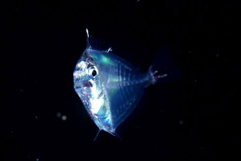 刺激的な水中生物