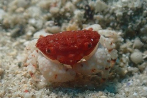 オウギガニ科の1種