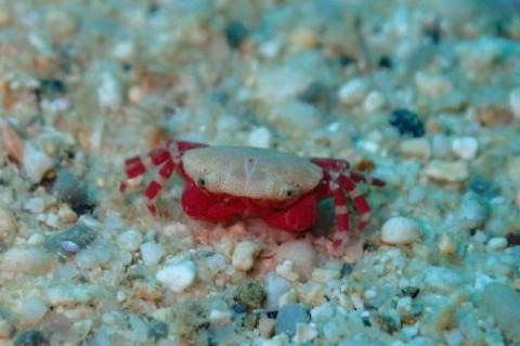 ヒメベニオウギガニ