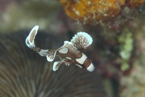 チョウチョウコショウダイ