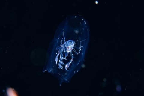 刺激的な水中生物