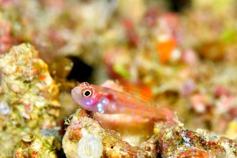 カタボシニシキベニハゼ