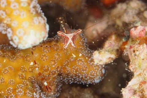 ライデンテナガカクレエビ