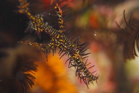 ニシキフウライウオ