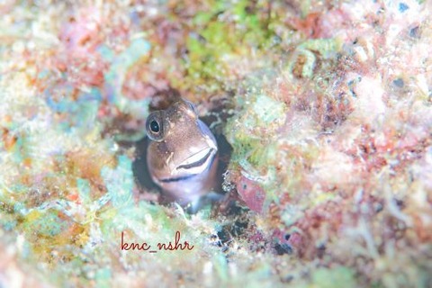 イシガキカエルウオ