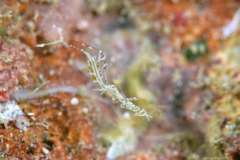 シオサイカクレエビ