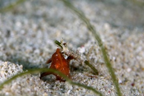 オオモンカエルアンコウ