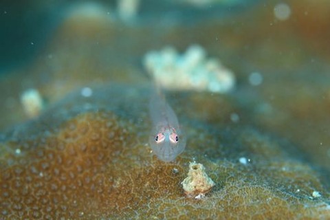 ウミタケハゼ