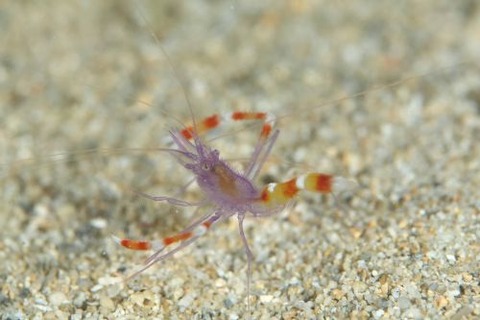 ステノプス・テヌイロストリス