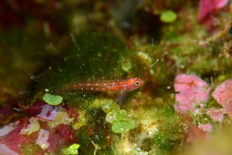 オオゴチョウイソハゼ