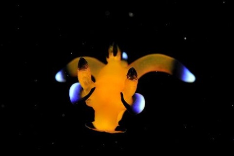 ウデフリツノザヤウミウシ