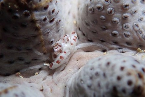 トサカガザミ属の1種