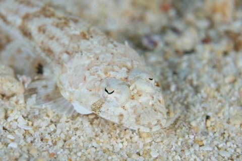コチ科の1種