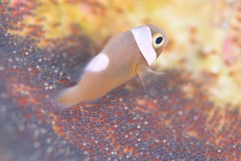 トウアカクマノミ