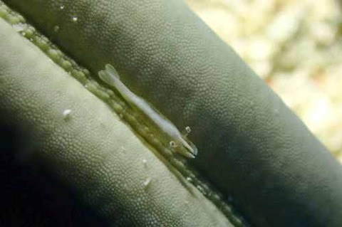 ヒトデヤドリエビ