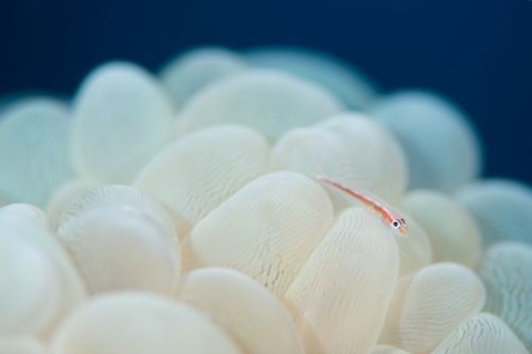 アカスジウミタケハゼ