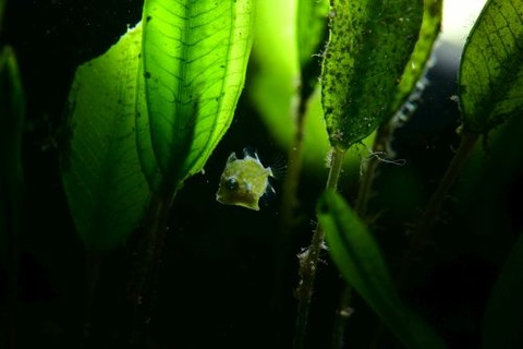 セダカカワハギ