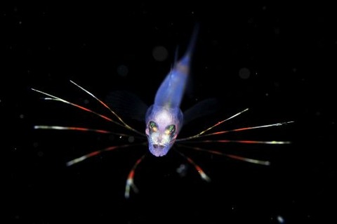 刺激的な水中生物