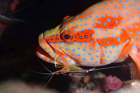 アカシマシラヒゲエビ