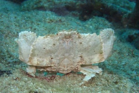 メンコヒシガニ