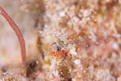 ホタテヘビギンポ