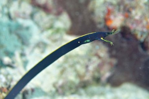 ハナヒゲウツボ