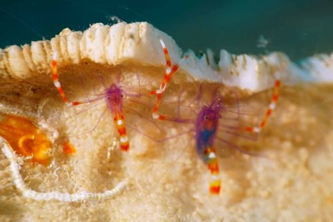 ステノプス・テヌイロストリス