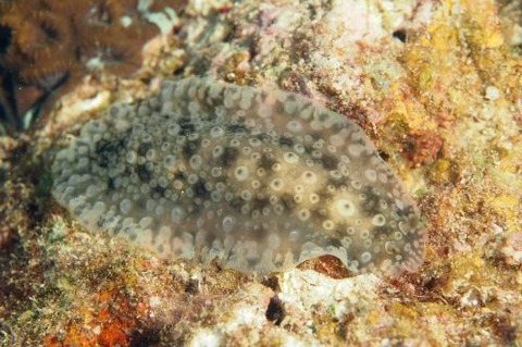 イボナマコウミウシ