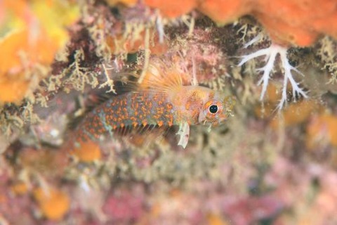 ミカンヘビギンポ