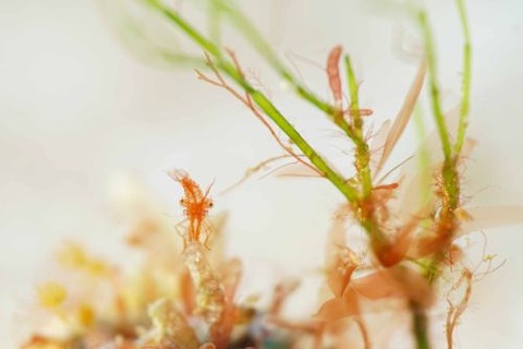 フィコカリス・シムランス